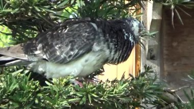 20 Kasım 2024, Haiduong, Vietnam. Tanrılara tapmak için tapınağa git. Bir grup insan tanrılara tapmaya gitti. Tütsü yaktılar, adak adadılar, iyi şans için dua ettiler..