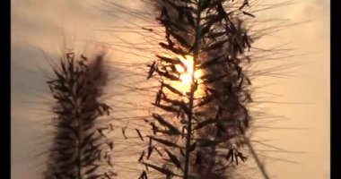 çimenler ve günbatımı