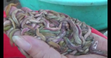 Nehirdeki toprak solucanlarını hasat etmek