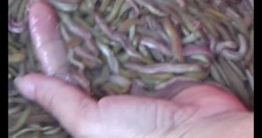 Nehirdeki toprak solucanlarını hasat etmek