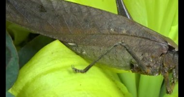 Ağaçtaki kahverengi çekirge.