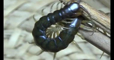 Sepetteki siyah kırkayak 