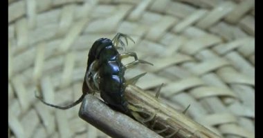 Sepetteki siyah kırkayak 