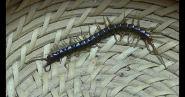 Sepetteki siyah kırkayak 