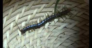 Sepetteki siyah kırkayak 