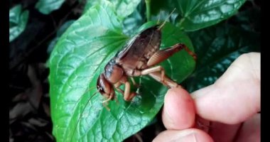 Ormanda siyah bir cırcır böceği