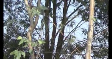 Şifalı bitkiler için dağa tırman.