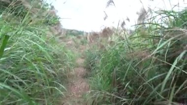 20 Kasım 2024, Haiduong, Vietnam. Bunlar tıptan anlayan adamlar. Onlar şifalı bitkiler.. 