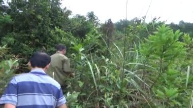 20 Kasım 2024, Haiduong, Vietnam. Bunlar tıptan anlayan adamlar. Onlar şifalı bitkiler.. 