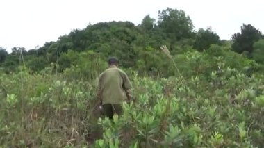 20 Kasım 2024, Haiduong, Vietnam. Bunlar tıptan anlayan adamlar. Onlar şifalı bitkiler.. 