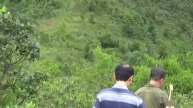 20 Kasım 2024, Haiduong, Vietnam. Bunlar tıptan anlayan adamlar. Onlar şifalı bitkiler.