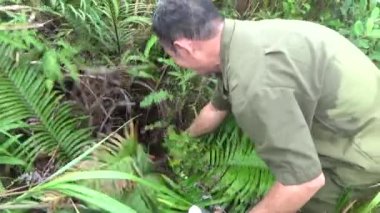 20 Kasım 2024, Haiduong, Vietnam. Bunlar tıptan anlayan adamlar. Onlar şifalı bitkiler.. 