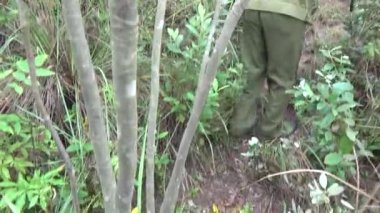 20 Kasım 2024, Haiduong, Vietnam. Bunlar tıptan anlayan adamlar. Onlar şifalı bitkiler.. 