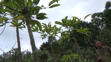 20 Kasım 2024, Haiduong, Vietnam. Bunlar tıptan anlayan adamlar. Onlar şifalı bitkiler.. 