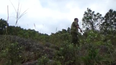 20 Kasım 2024, Haiduong, Vietnam. Bunlar tıptan anlayan adamlar. Onlar şifalı bitkiler.. 