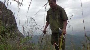 20 Kasım 2024, Haiduong, Vietnam. Bunlar tıptan anlayan adamlar. Onlar şifalı bitkiler.. 