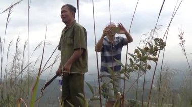 20 Kasım 2024, Haiduong, Vietnam. Bunlar tıptan anlayan adamlar. Onlar şifalı bitkiler.. 