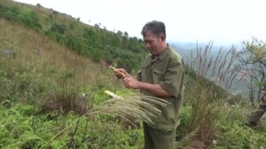 20 Kasım 2024, Haiduong, Vietnam. Bunlar tıptan anlayan adamlar. Onlar şifalı bitkiler.. 