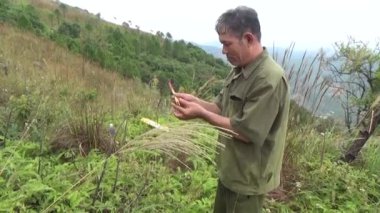 20 Kasım 2024, Haiduong, Vietnam. Bunlar tıptan anlayan adamlar. Onlar şifalı bitkiler.. 
