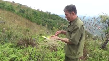 20 Kasım 2024, Haiduong, Vietnam. Bunlar tıptan anlayan adamlar. Onlar şifalı bitkiler.. 