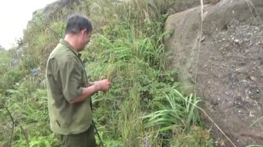 20 Kasım 2024, Haiduong, Vietnam. Bunlar tıptan anlayan adamlar. Onlar şifalı bitkiler.. 