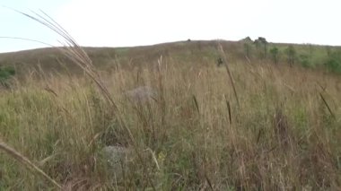 20 Kasım 2024, Haiduong, Vietnam. Bunlar tıptan anlayan adamlar. Onlar şifalı bitkiler.. 