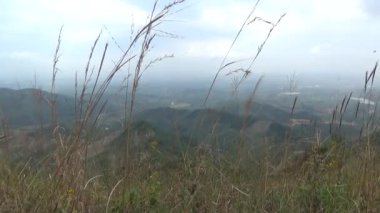 20 Kasım 2024, Haiduong, Vietnam. Bunlar tıptan anlayan adamlar. Onlar şifalı bitkiler.. 