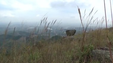 20 Kasım 2024, Haiduong, Vietnam. Bunlar tıptan anlayan adamlar. Onlar şifalı bitkiler.. 