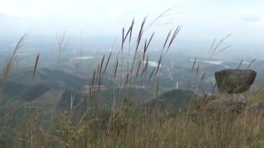 20 Kasım 2024, Haiduong, Vietnam. Bunlar tıptan anlayan adamlar. Onlar şifalı bitkiler.. 