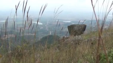 20 Kasım 2024, Haiduong, Vietnam. Bunlar tıptan anlayan adamlar. Onlar şifalı bitkiler.. 