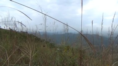 20 Kasım 2024, Haiduong, Vietnam. Bunlar tıptan anlayan adamlar. Onlar şifalı bitkiler.. 