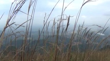 20 Kasım 2024, Haiduong, Vietnam. Bunlar tıptan anlayan adamlar. Onlar şifalı bitkiler.. 