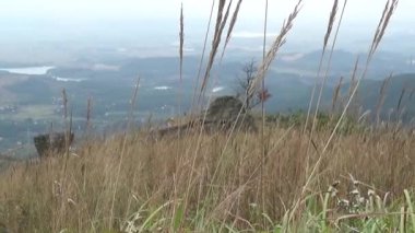 20 Kasım 2024, Haiduong, Vietnam. Bunlar tıptan anlayan adamlar. Onlar şifalı bitkiler.. 