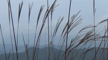 20 Kasım 2024, Haiduong, Vietnam. Bunlar tıptan anlayan adamlar. Onlar şifalı bitkiler.. 
