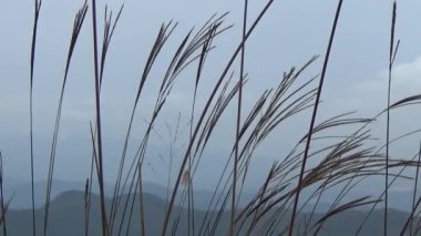 20 Kasım 2024, Haiduong, Vietnam. Bunlar tıptan anlayan adamlar. Onlar şifalı bitkiler.. 