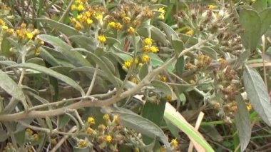 20 Kasım 2024, Haiduong, Vietnam. Bunlar tıptan anlayan adamlar. Onlar şifalı bitkiler.. 