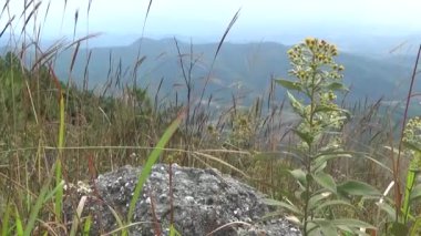 20 Kasım 2024, Haiduong, Vietnam. Bunlar tıptan anlayan adamlar. Onlar şifalı bitkiler.. 