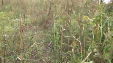 20 Kasım 2024, Haiduong, Vietnam. Bunlar tıptan anlayan adamlar. Onlar şifalı bitkiler.. 