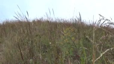 20 Kasım 2024, Haiduong, Vietnam. Bunlar tıptan anlayan adamlar. Onlar şifalı bitkiler.