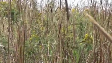 20 Kasım 2024, Haiduong, Vietnam. Bunlar tıptan anlayan adamlar. Onlar şifalı bitkiler.