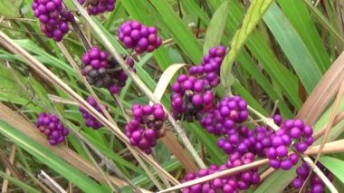 20 Kasım 2024, Haiduong, Vietnam. Bunlar tıptan anlayan adamlar. Onlar şifalı bitkiler.