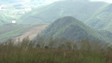 20 Kasım 2024, Haiduong, Vietnam. Bunlar tıptan anlayan adamlar. Onlar şifalı bitkiler.