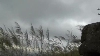 20 Kasım 2024, Haiduong, Vietnam. Bunlar tıptan anlayan adamlar. Onlar şifalı bitkiler.