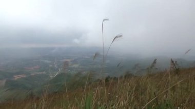 20 Kasım 2024, Haiduong, Vietnam. Bunlar tıptan anlayan adamlar. Onlar şifalı bitkiler.