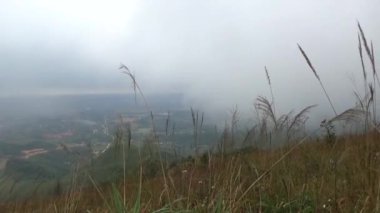 20 Kasım 2024, Haiduong, Vietnam. Bunlar tıptan anlayan adamlar. Onlar şifalı bitkiler.
