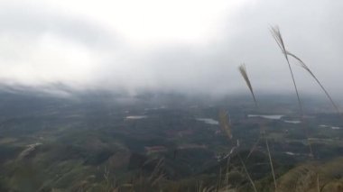 20 Kasım 2024, Haiduong, Vietnam. Bunlar tıptan anlayan adamlar. Onlar şifalı bitkiler.