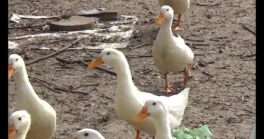 Bahçedeki tavuklar ve ördekler