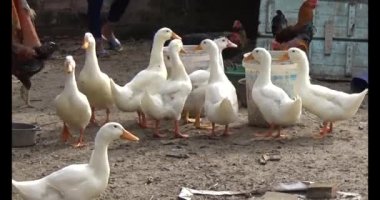 Bahçedeki tavuklar ve ördekler