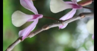 Dağın tepesindeki çiçekler