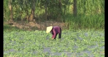 Çiftçilerin alanlarında çalışma